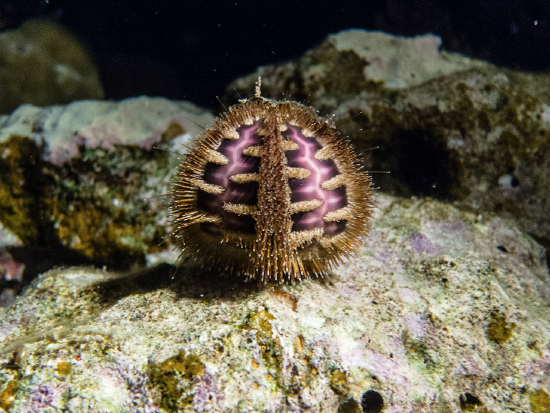  Microcyphus rousseaui (Rousseau Sea Urchin, Bald-patch Urchin)